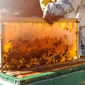 Beekeeping training